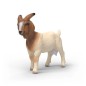 Chèvre Boer