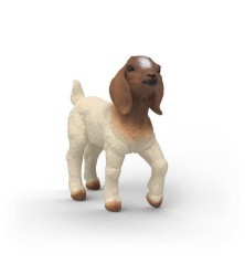 Chevreau Boer