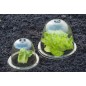 Cloches avec ventilation H20 x Ø25,5 cm (lot de 3)