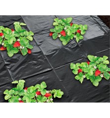 Film de paillage spécial fraises - noir 50µ - 1,40x10m