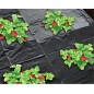 Film de paillage spécial fraises - noir 50µ - 1,40x10m