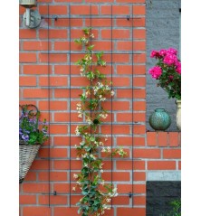Treillis métallique H145x72,5cm gris