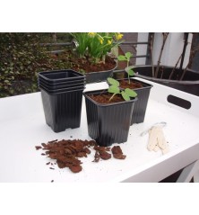 Pots de bouturage en polypropylène - H6x7x7cm (20 pièces)
