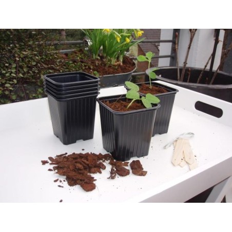Pots de bouturage en polypropylène - H6x7x7cm (20 pièces)