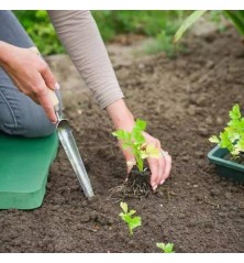 Transplantoir effilé et gradué avec manche en bois FSC®