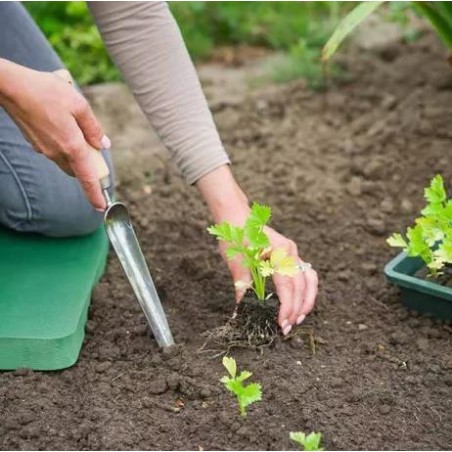 Transplantoir effilé et gradué avec manche en bois FSC®