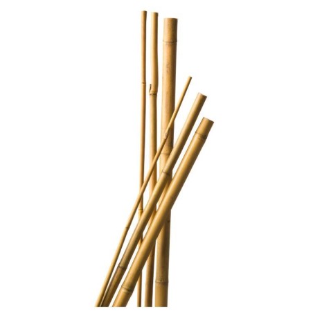 Tuteur bambou 240cm 18/20mm (3 pièces)