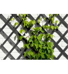 Treillis extensible bois FSC anthracite H100xL200cm