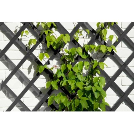 Treillis extensible bois FSC anthracite H100xL200cm