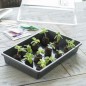 Terrine rigide pour semis noire - H37,5x24x6cm