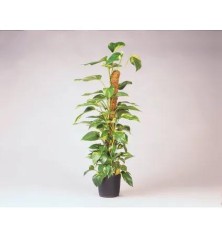 Tuteur en fibres de coco - H60 cm x Ø38 mm