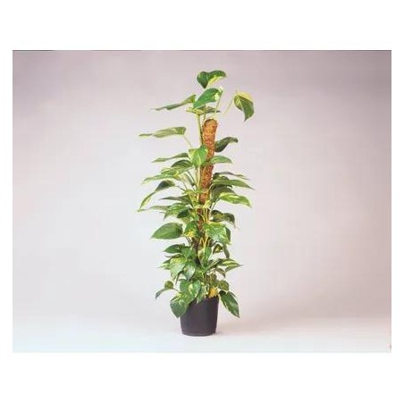 Tuteur en fibres de coco - H60 cm x Ø38 mm