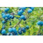 Filet anti-oiseaux Nano 10x4m bleu