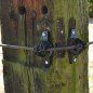 Isolateur de soutien 25p
