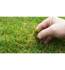 Empress Garden 250m²  500g