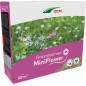 Semences de Gazon avec Minifleurs DCM 1,9kg 50m²