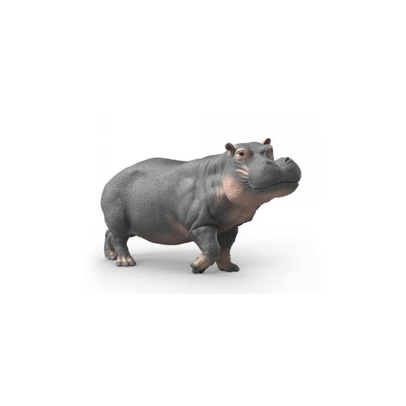 Hippopotame