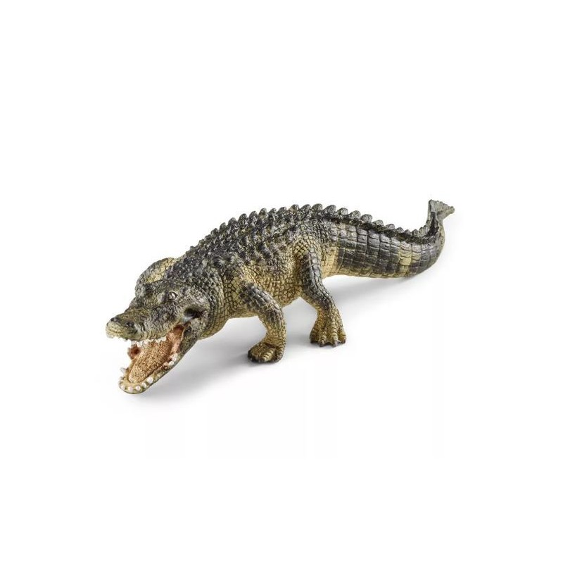 Alligator