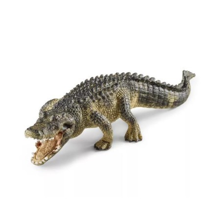 Alligator