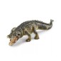 Alligator
