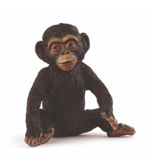 Jeune Chimpanzé