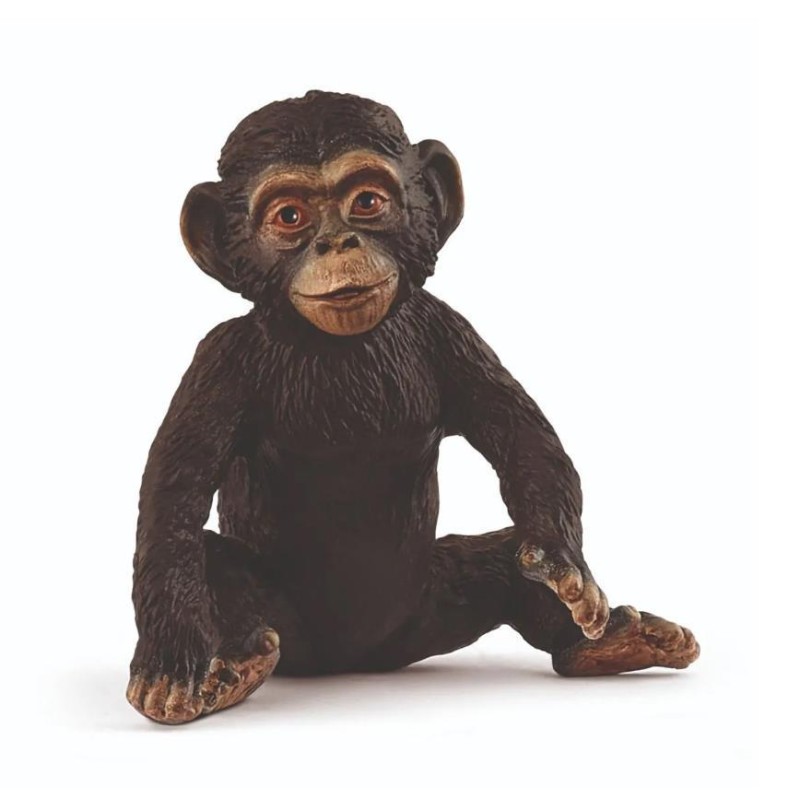 Jeune Chimpanzé