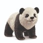 Jeune Panda Géant