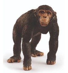 Chimpanzé