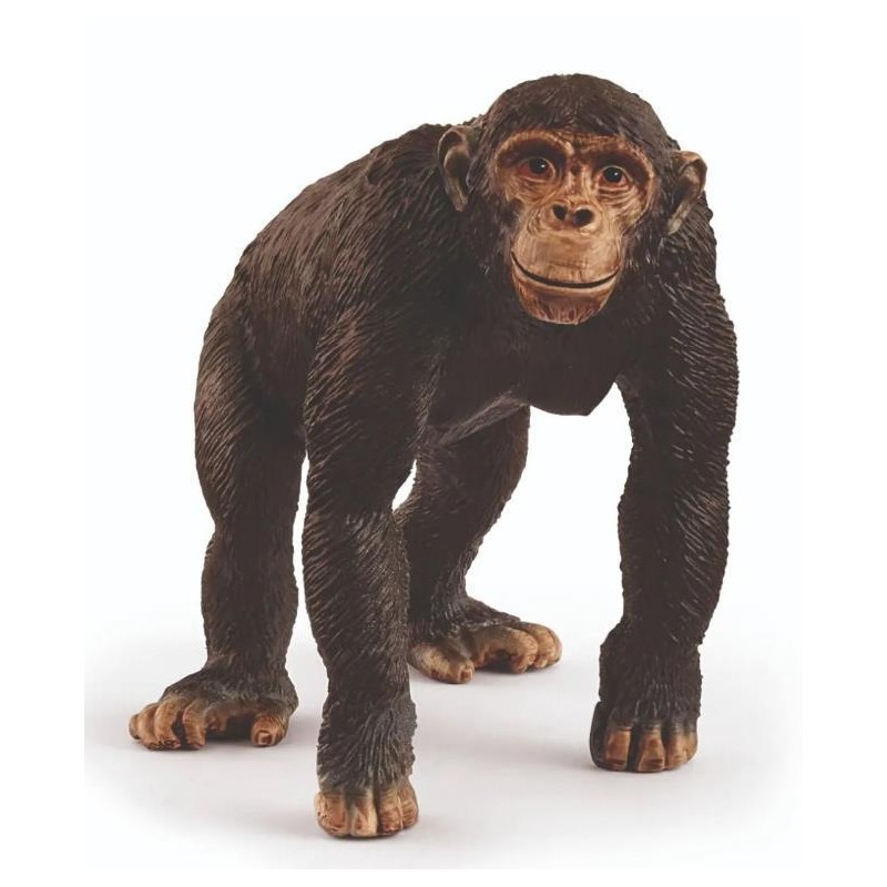 Chimpanzé
