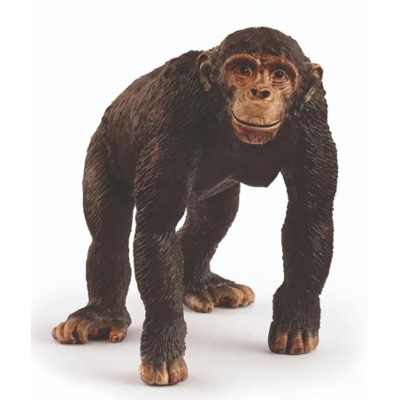 Chimpanzé