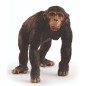 Chimpanzé