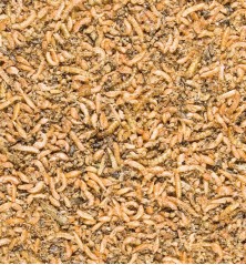 Insect mix 250g