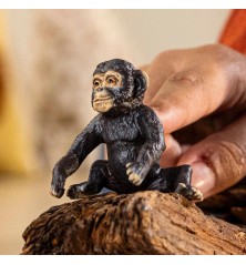 Jeune Chimpanzé