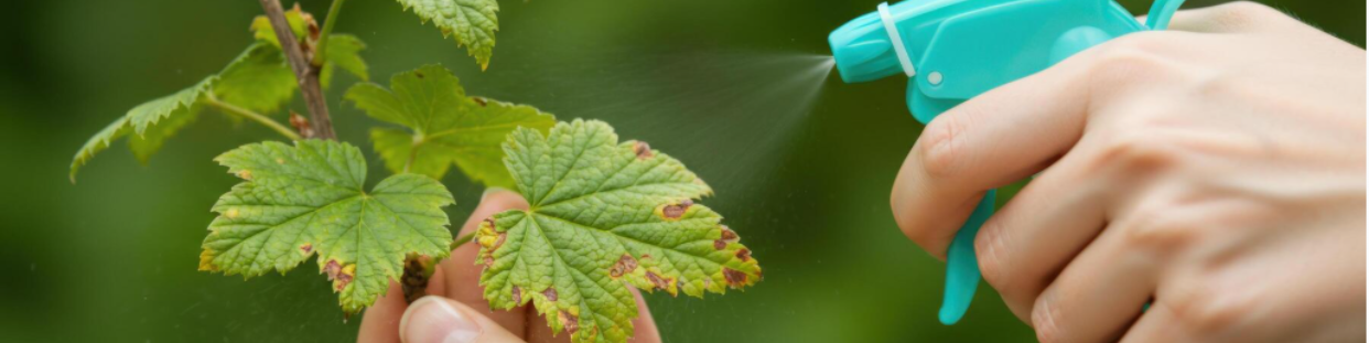 Fongicides pour le jardin