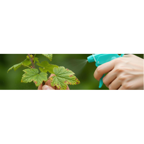 Fongicides pour le jardin