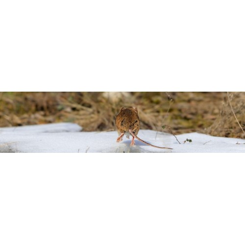 Rats et Souris