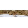 Rats - Souris et autres nuisibles
