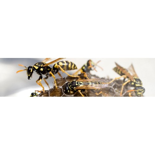 Guepes et Frelons