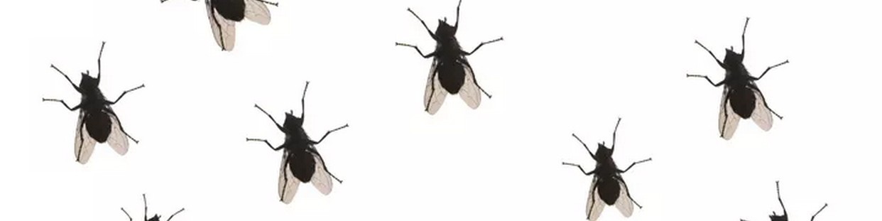 Mouches et autres insectes volants