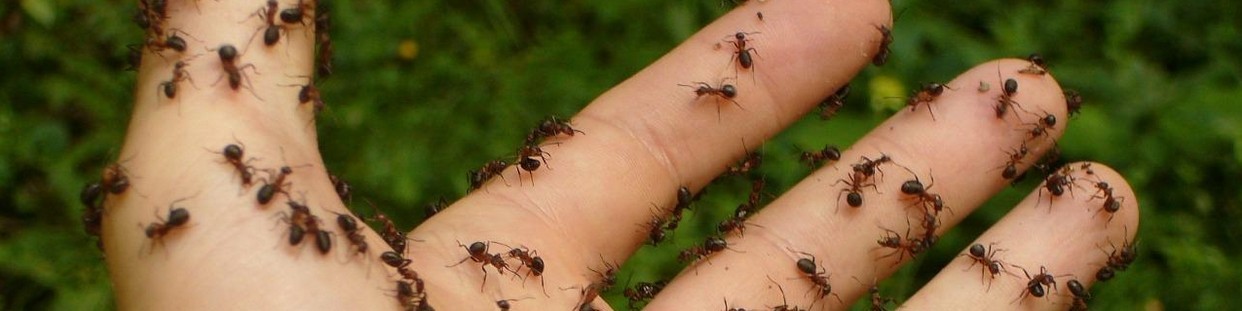 Fourmis et autres insectes rampants