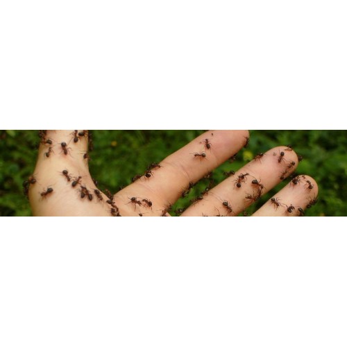 Fourmis et autres insectes rampants