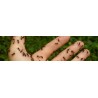 Fourmis et autres insectes rampants