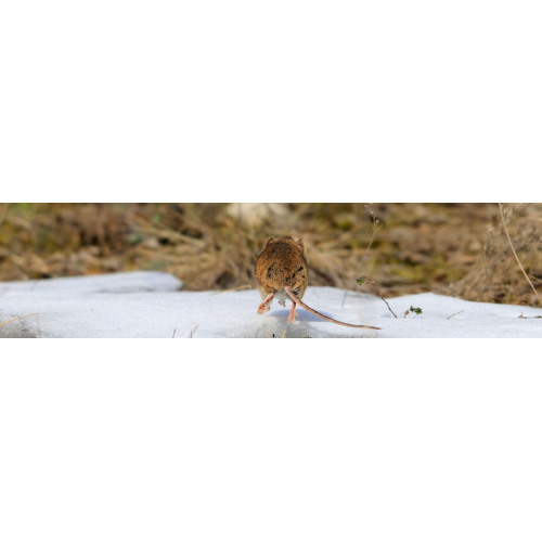 Souris et rats