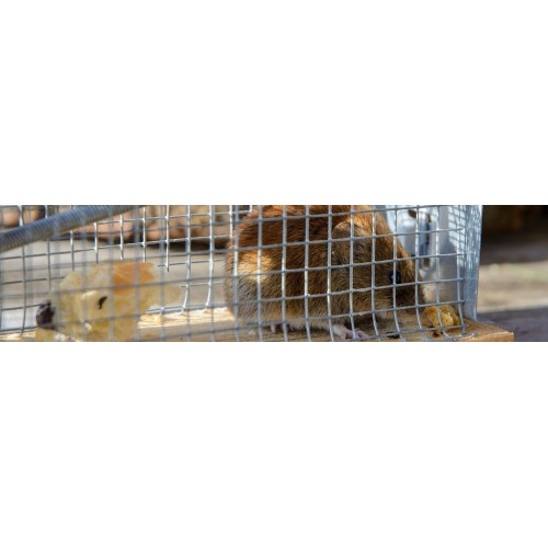 Cages