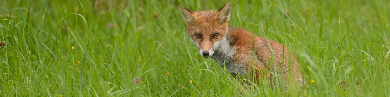 Renards