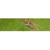 Renards