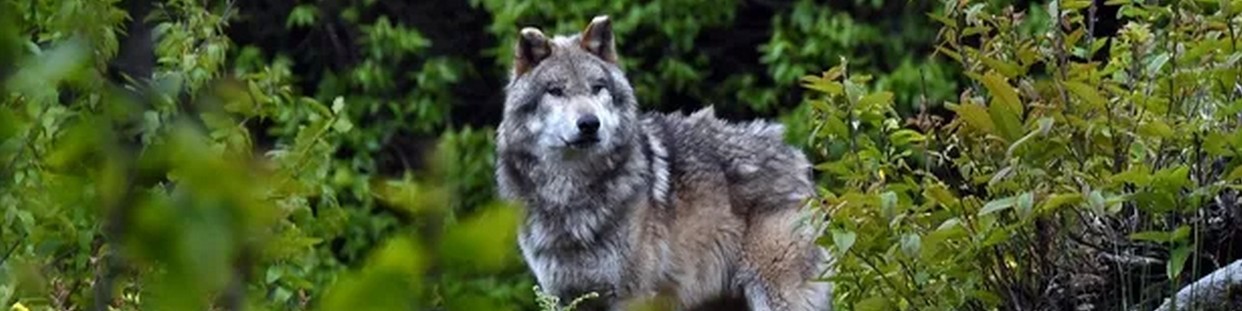 Loups