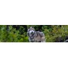 Loups