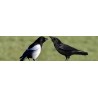 Pies et corbeaux