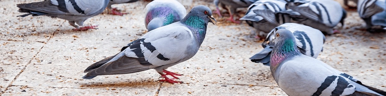 Pigeons